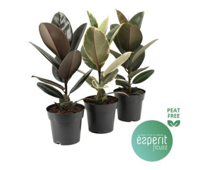 FICUS ELASTICA VARIES