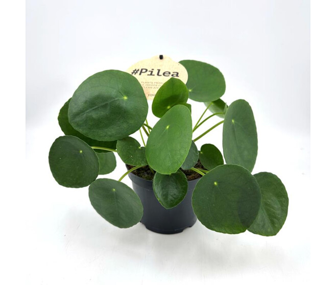 PILEA PEPEROMOIDES