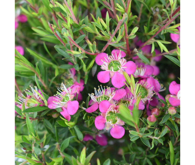 LEPTOSPERMUM