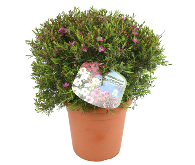 LEPTOSPERMUM
