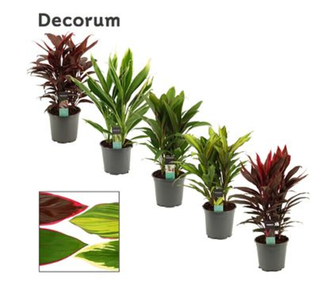 CORDYLINE VARIEE DECORUM