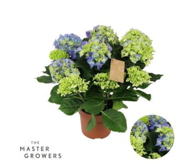 HORTENSIA 9FL+ BLEU DECORUM