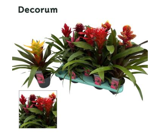 GUZMANIA MAXIMA DECORUM
