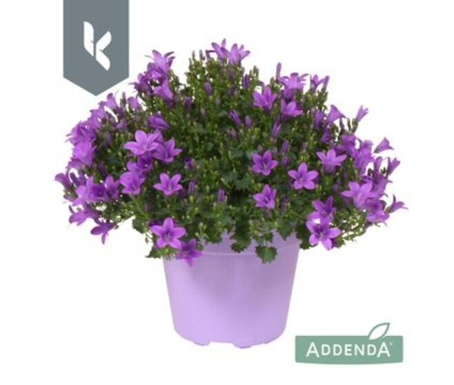 CAMPANULE INTENSE PURPLE