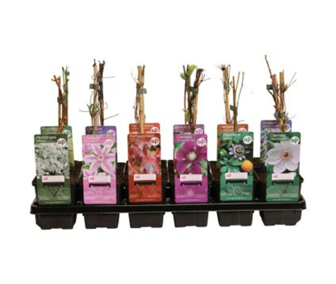 PLANTES GRIMPANTES VARIEES