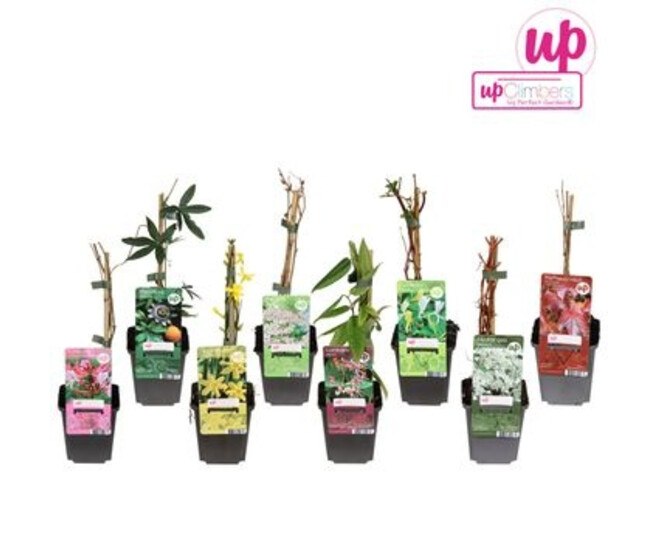 PLANTES GRIMPANTES VARIEES