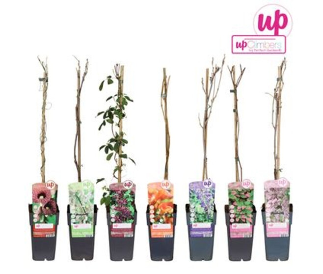 PLANTES GRIMPANTES VARIEES