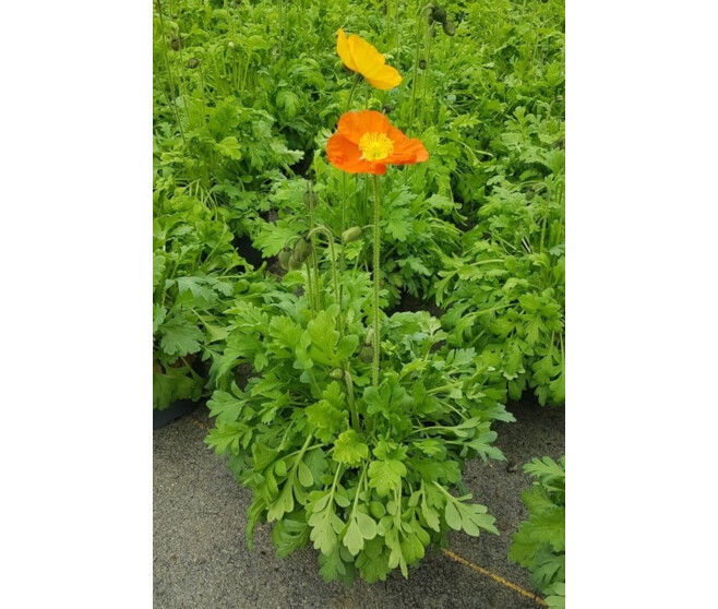 PAPAVER P COLORE