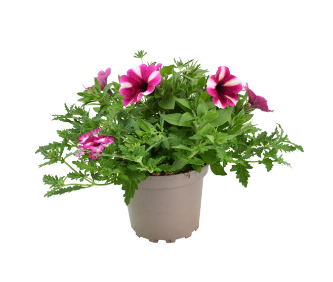 PLANTES MASSIF MELANGE