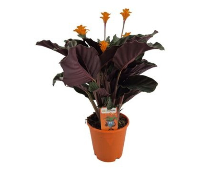 CALATHEA CROCATA TASSMANIA 5FL