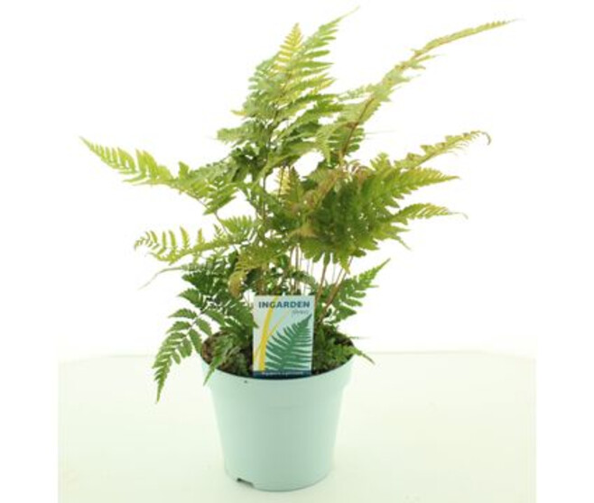 DRYOPTERIS ERYTHROSORA