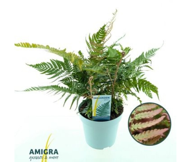 DRYOPTERIS ERYTHROSORA
