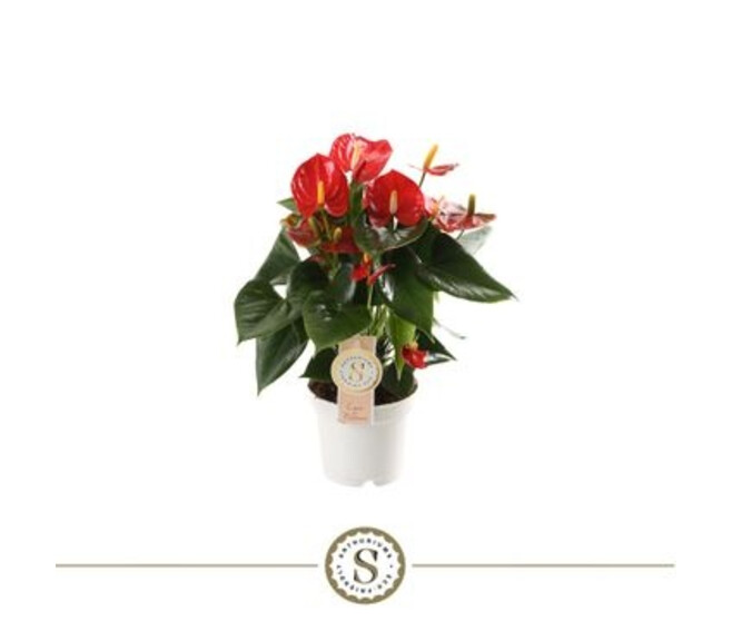 ANTHURIUM ANDREANUM ROYAL CHAMPION ROUGE