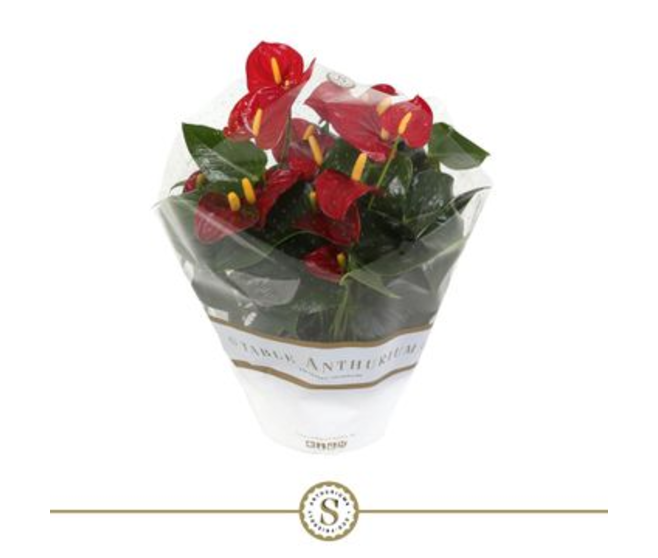 ANTHURIUM ANDREANUM ROYAL CHAMPION