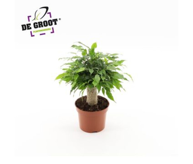 FICUS KINKY JUTE