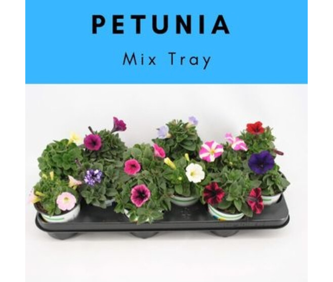 PETUNIA VARIE