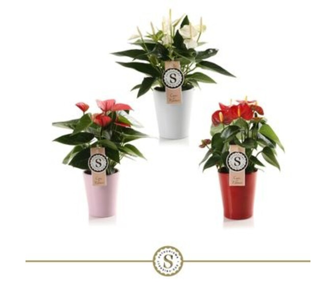 ANTHURIUM ANDREANUM VARIE CERAM