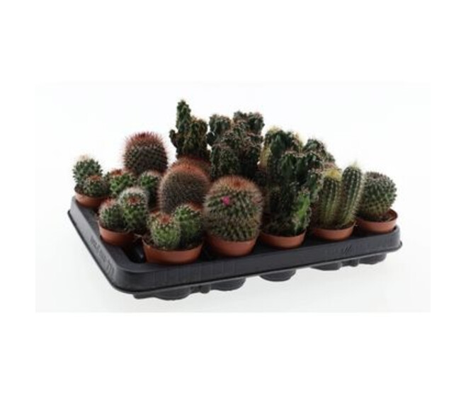 CACTUS VARIES