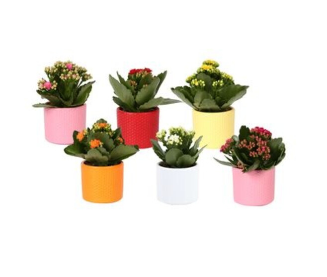 KALANCHOE FL DBLE CERAM