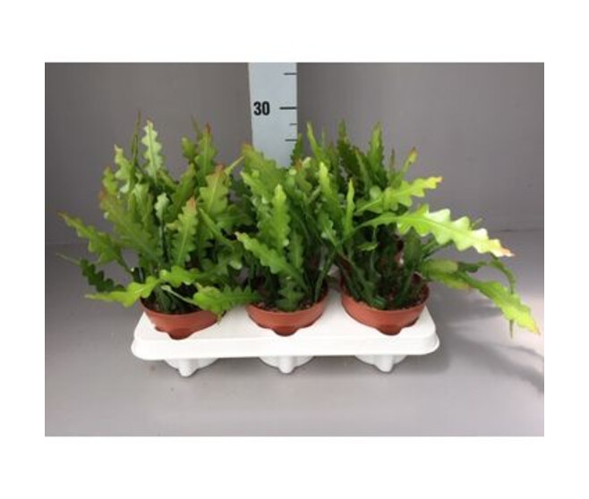 EPIPHYLLUM ANGULIGER