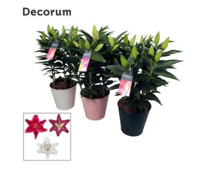 LILIUM 5PP ZINC