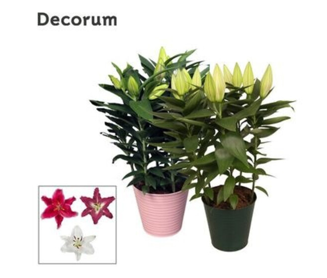 LILIUM 5PP ZINC
