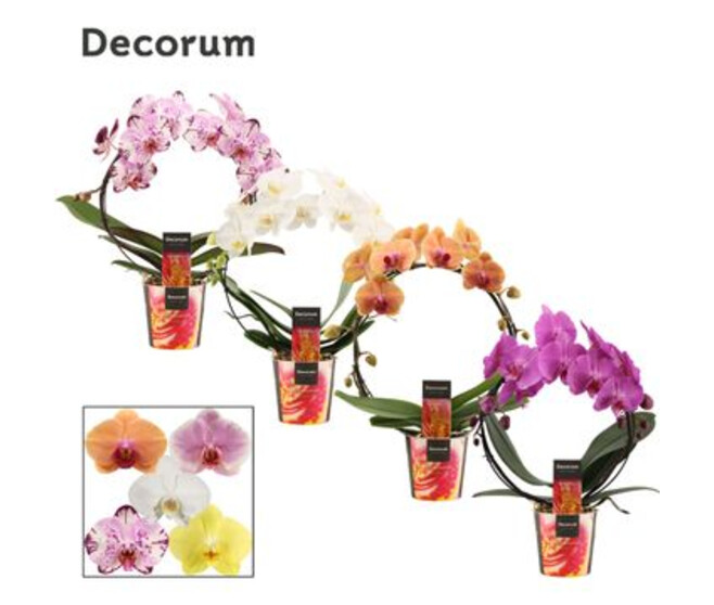PHALAENOPSIS 2BR VARIE ARCEAU