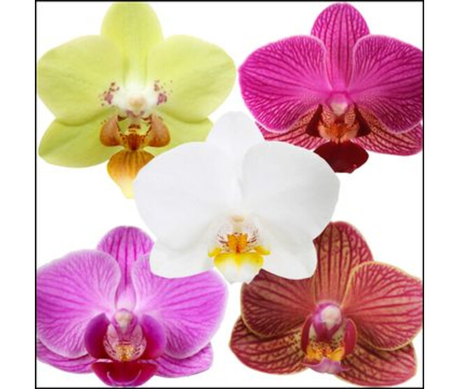 PHALAENOPSIS 2BR MF VARIES