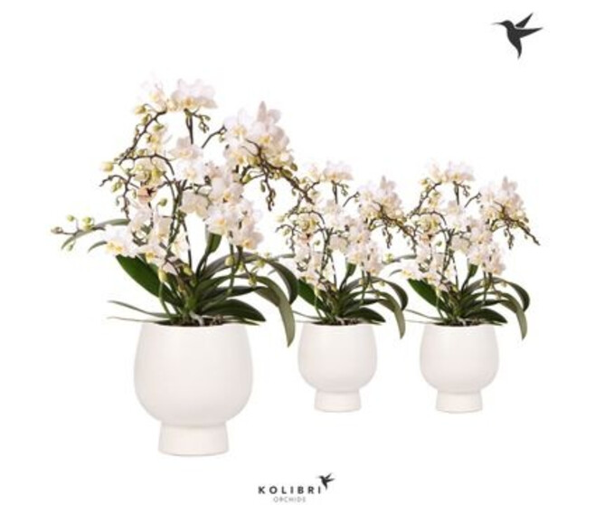 PHALAENOPSIS 4BR MF BLANC CERAM