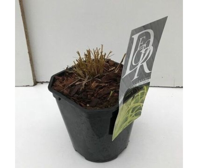 HAKONECHLOA