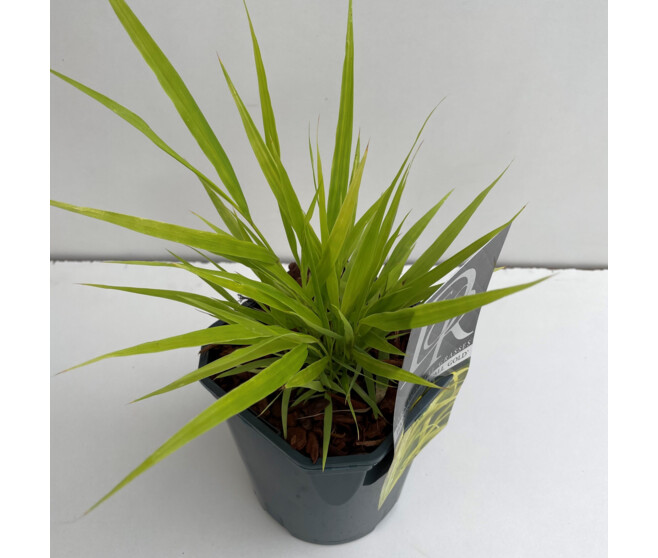 HAKONECHLOA