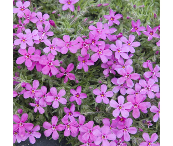 PHLOX DOUGLASII CRACKERJACK