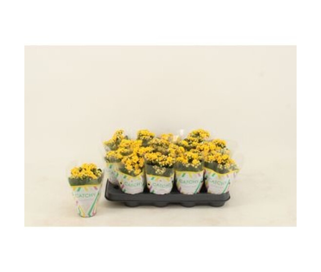 KALANCHOE FL DBLE JAUNE
