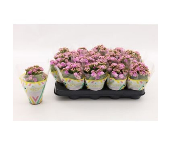 KALANCHOE FL DBLE ROSE