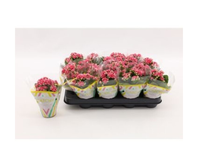 KALANCHOE FL DBLE ROSE BLANC