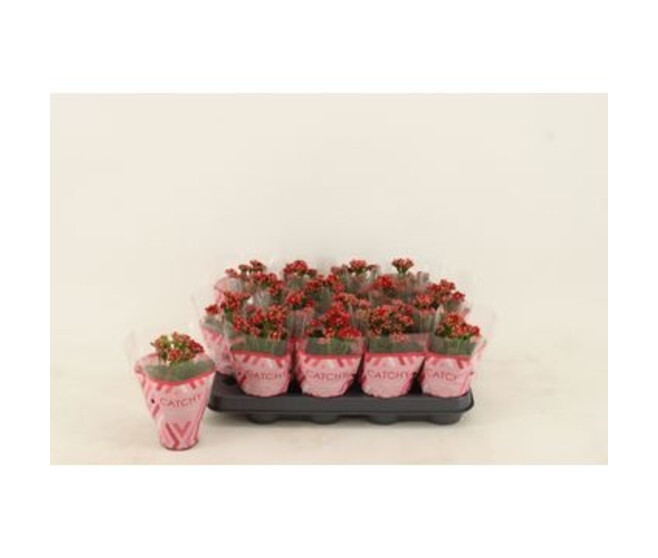 KALANCHOE FL DBLE ROUGE