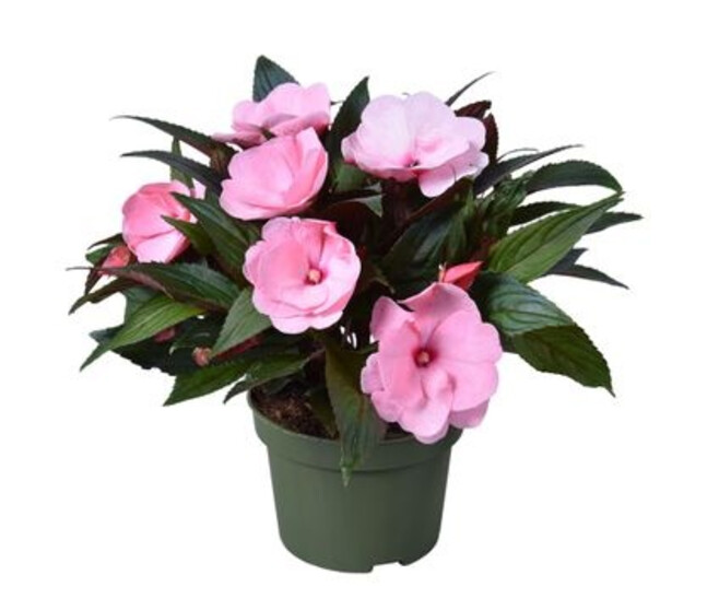 IMPATIENS GUINEE ROSE CLAIR