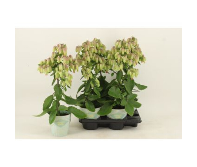 KALANCHOE MAGIC BELLS VERT ROUGE