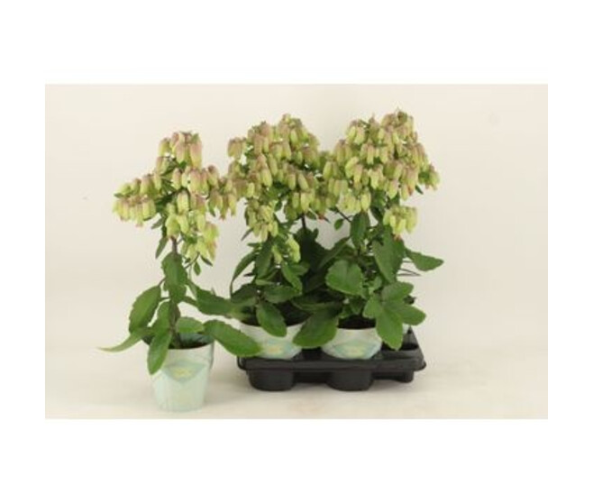 KALANCHOE MAGIC BELLS VERT ROUGE