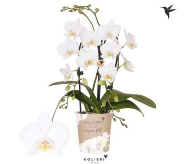 PHALAENOPSIS  BLANC 2BR CASCADE
