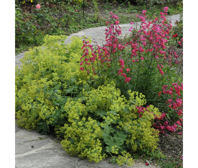 ALCHEMILLA MOLLIS