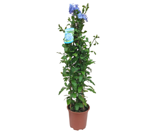 PLUMBAGO PYRAM