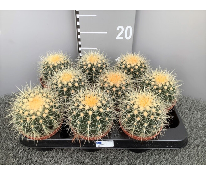 CACTUS ECHINOCACTUS GRUSONII