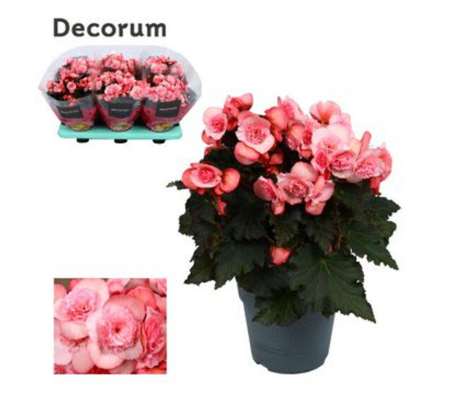 BEGONIA JOY ROSE