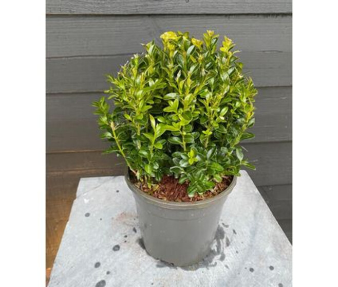 BUXUS BOULE 20CM