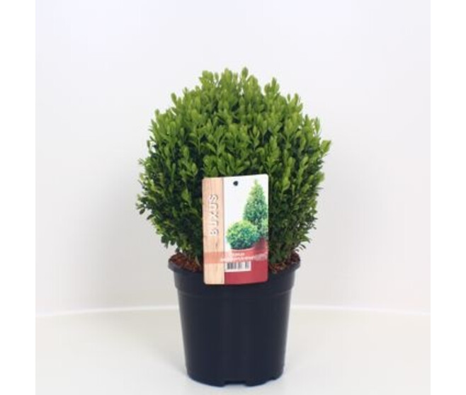 BUXUS BOULE 20CM