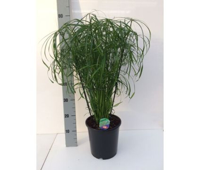 CYPERUS ALTERNIFOLIUS