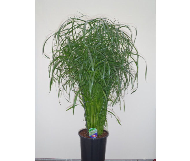 CYPERUS ALTERNIFOLIUS