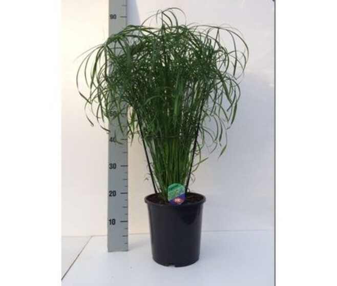 CYPERUS ALTERNIFOLIUS