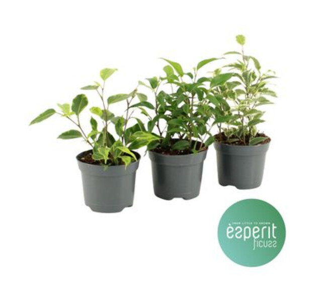 FICUS BENJAMINA ROYAL